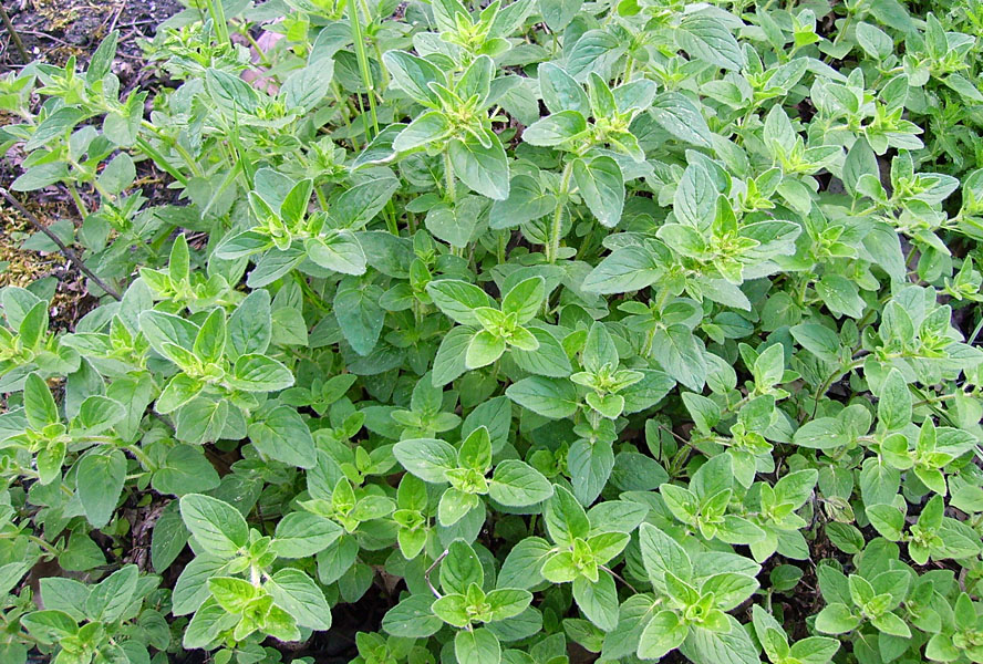 Oregano M kimeirami Origanum Vulgare Yrtit TalentumEvents Oregano M kimeirami Origanum Vulgare Yrtit TalentumEvents